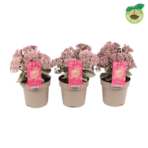 Sedum  Tel La Vie en Rose