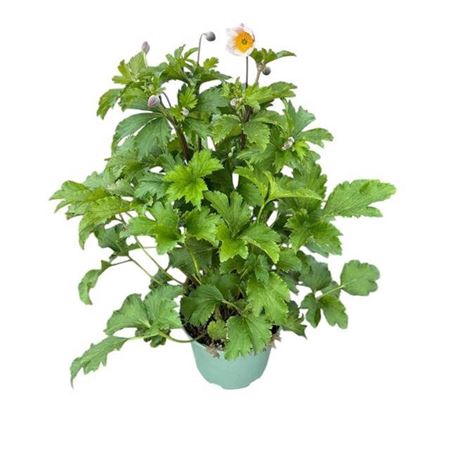 <h4>Anemone Elfin Swan</h4>