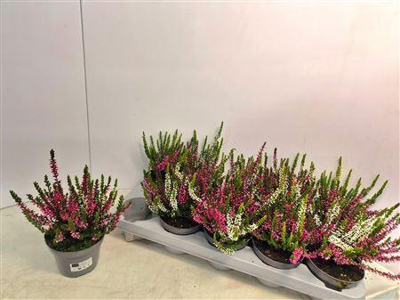 <h4>Callu Nova Gem 2 Kl</h4>