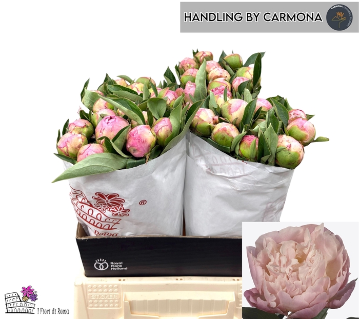 <h4>PAEO L CATH FONTIJN</h4>