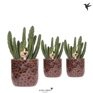 Kolibri Greens Stapelia Leendertziae in Leopard pot