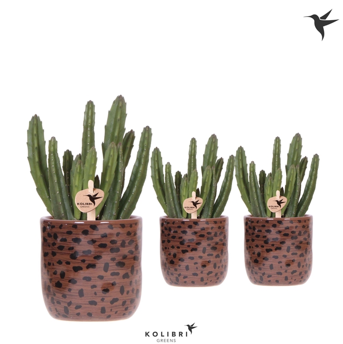 <h4>Kolibri Greens Stapelia Leendertziae in Leopard pot</h4>