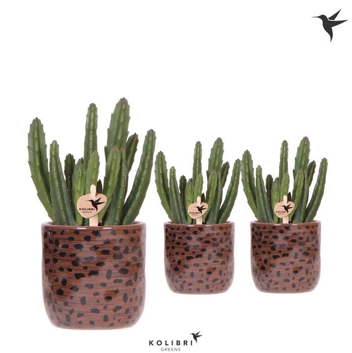 <h4>Kolibri Greens Stapelia Leendertziae in Leopard pot</h4>