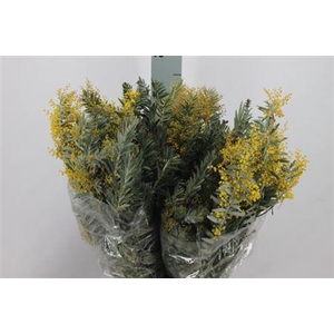 Acacia Mimosa Luna D Argento Bloeiend