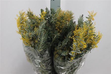 <h4>Acacia Mimosa Luna D Argento Bloeiend</h4>