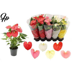 Anthurium 12 cm - 6 color mix in Couture sleeve