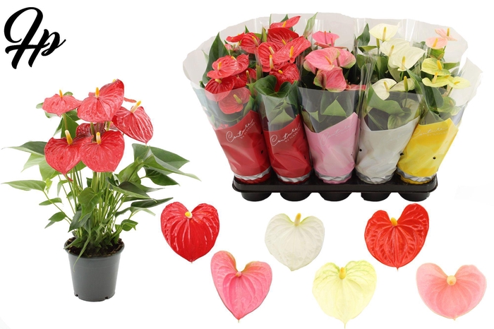 <h4>Anthurium 12 cm 4 color mix in Couture sleeve</h4>