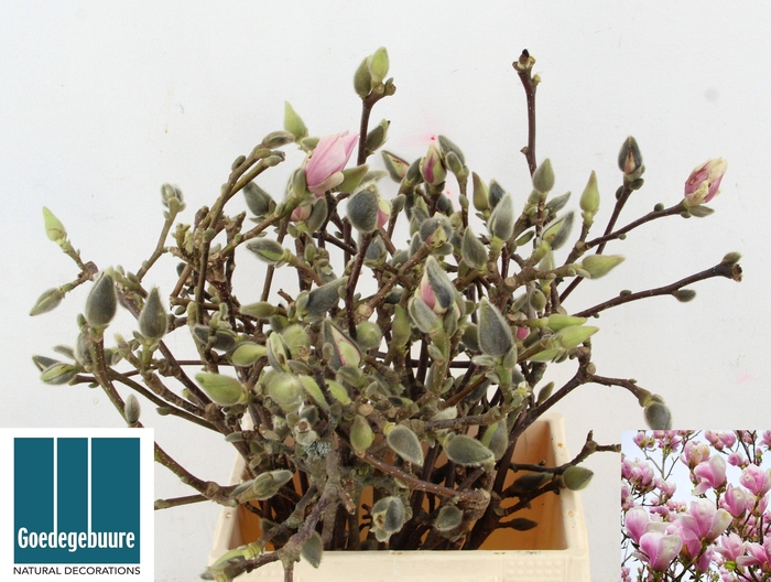 <h4>MAGNOLIA OV</h4>