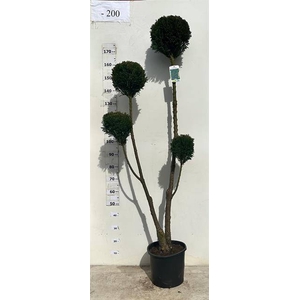 CHAM L ELLWOODII PONPON 180CM