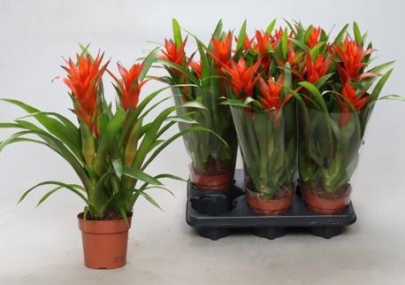 <h4>GUZM OSTARA</h4>