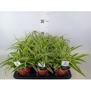 Chlorophytum com. 'Vittatum'