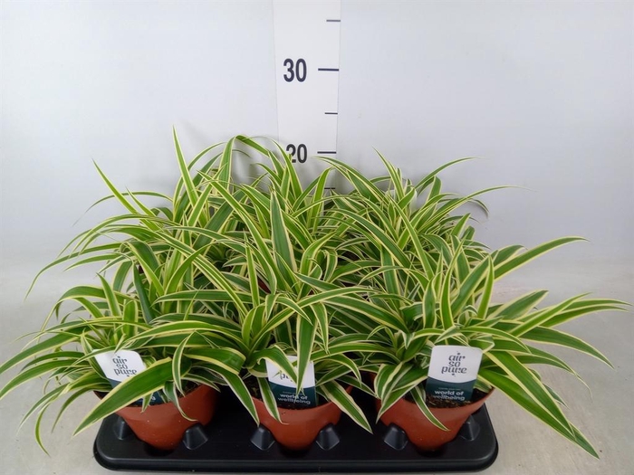 <h4>Chlorophytum com. 'Vittatum'</h4>