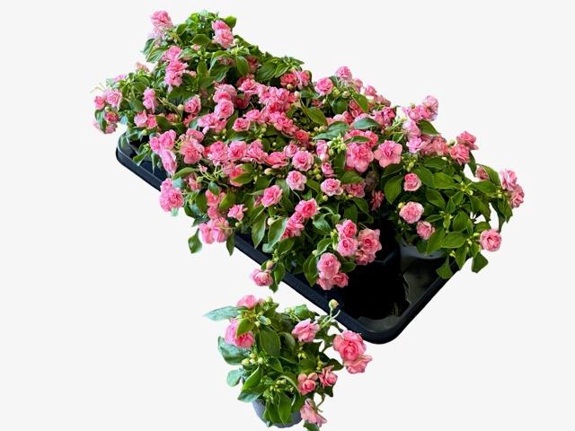 <h4>IMP FIESTA B ROSE</h4>