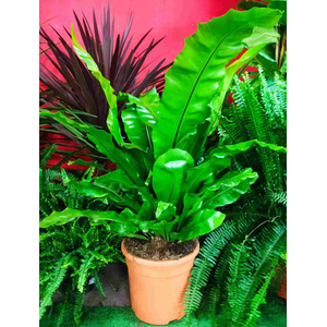 Asplenium overig