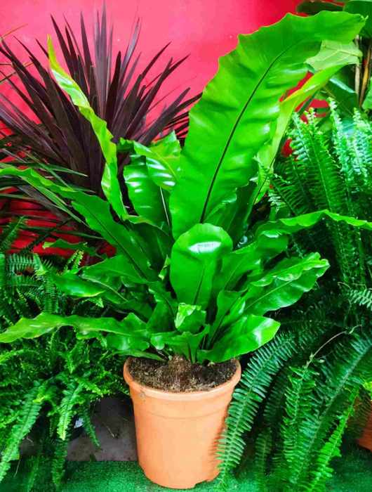 <h4>Asplenium overig</h4>
