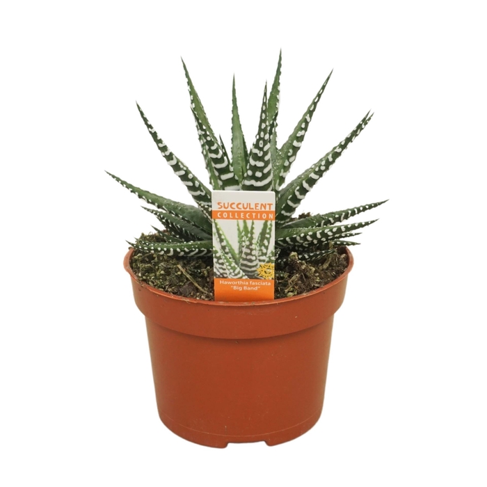 <h4>Haworthia Big Band</h4>