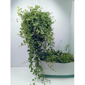 Hedera helix Anna 24Ø 110cm