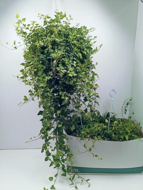 Hedera helix Anna 24Ø 110cm