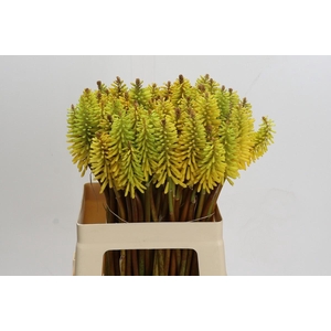 Kniphofia Eycone Yellow
