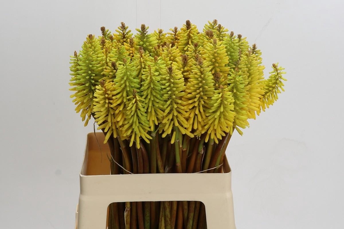 <h4>Kniphofia Eycone Yellow</h4>