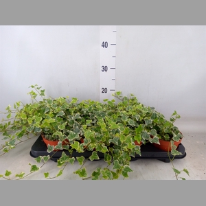 Hedera helix 'White Wonder'