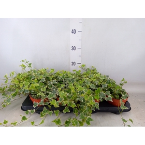 Hedera helix 'White Wonder'