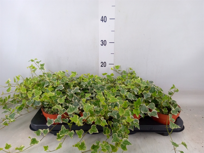 <h4>Hedera helix 'White Wonder'</h4>