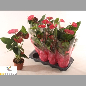 ANTHU AN ARISA PINK