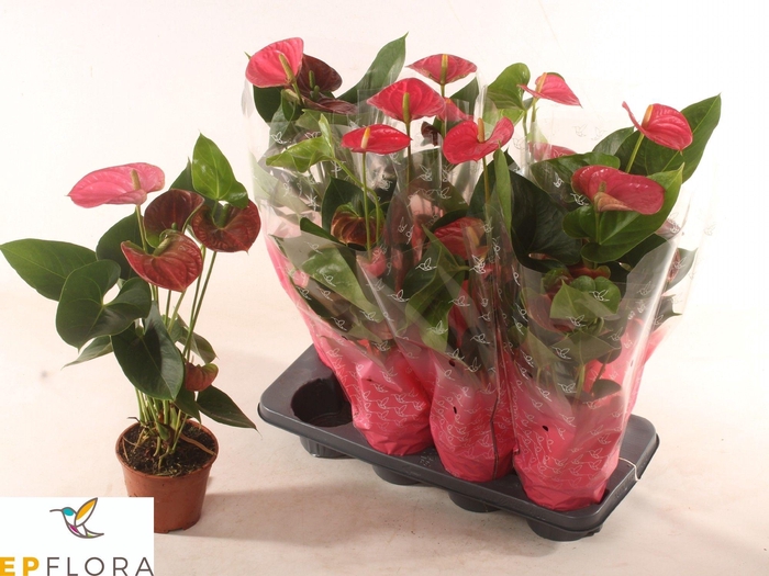 <h4>ANTHU AN ARISA PINK</h4>