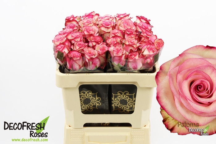 <h4>R Gr Paloma</h4>