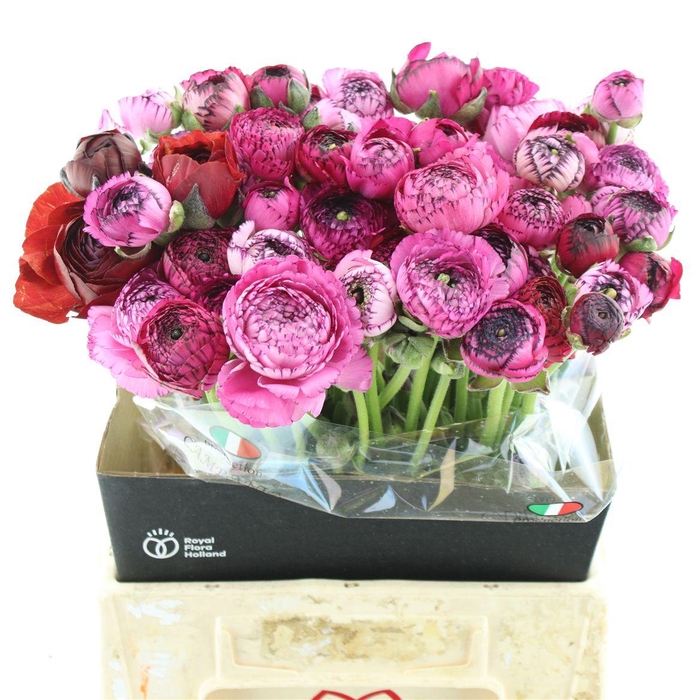 Ran El Cappuccino Dark Pink