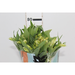 ALSTROEMERIA  AKEMI 070 CM