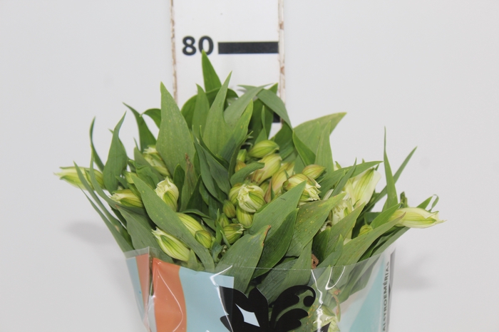 <h4>ALSTROEMERIA  AKEMI 070 CM</h4>