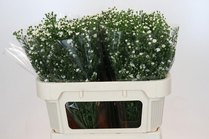 <h4>Aster Paquita</h4>