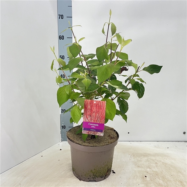 <h4>Cornus alba 'Sibirica'</h4>