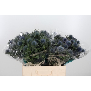 Eryng Magnetar Qstar