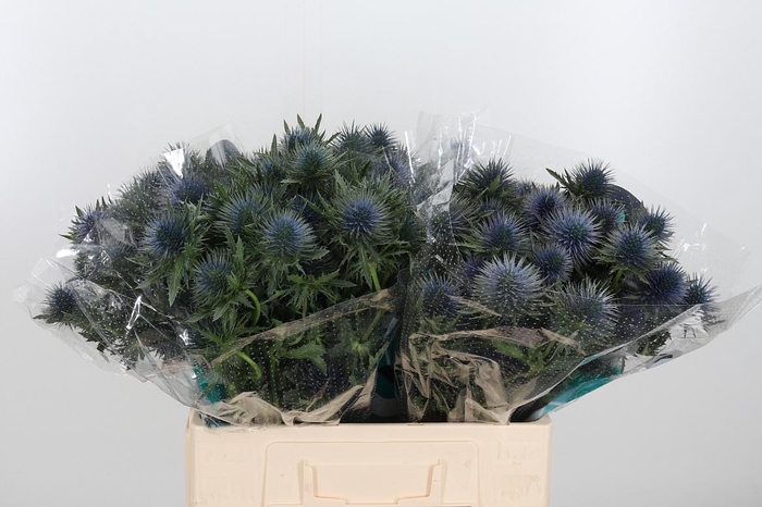 <h4>Eryng Magnetar Qstar</h4>