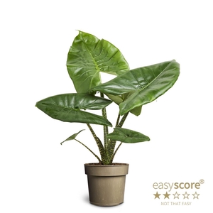 ALOCASIA ZEBRINA P24