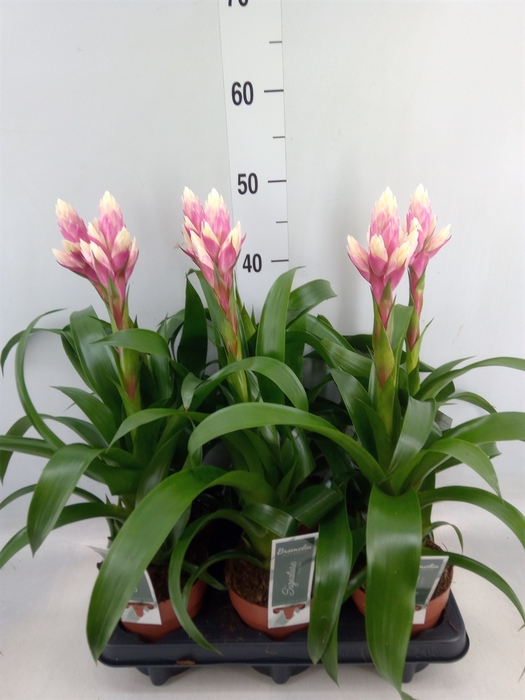 <h4>Guzmania  'Candy'</h4>