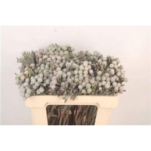 Kaaps Silver Brunia