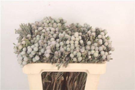 <h4>Kaaps Silver Brunia</h4>