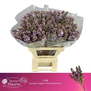 Syr V Michel Buchner 60cm 4+