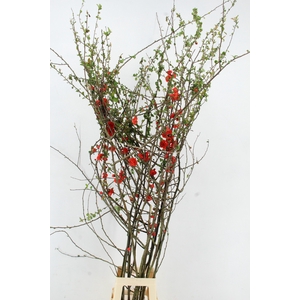 CHAENOMELES DOUBLE RED