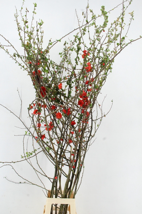 <h4>CHAENOMELES DOUBLE RED</h4>