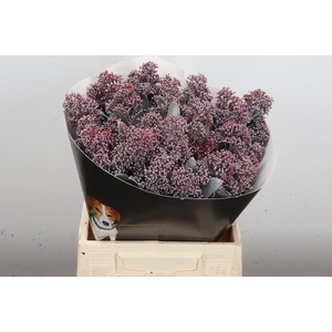 Skimmia Wx Classic Silverdao