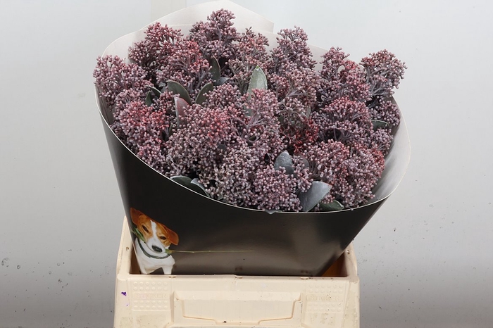 <h4>Skimmia Wx Classic Silverdao</h4>