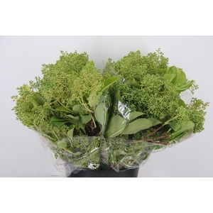 VIBURNUM TINUS LUCIDUM 400GR