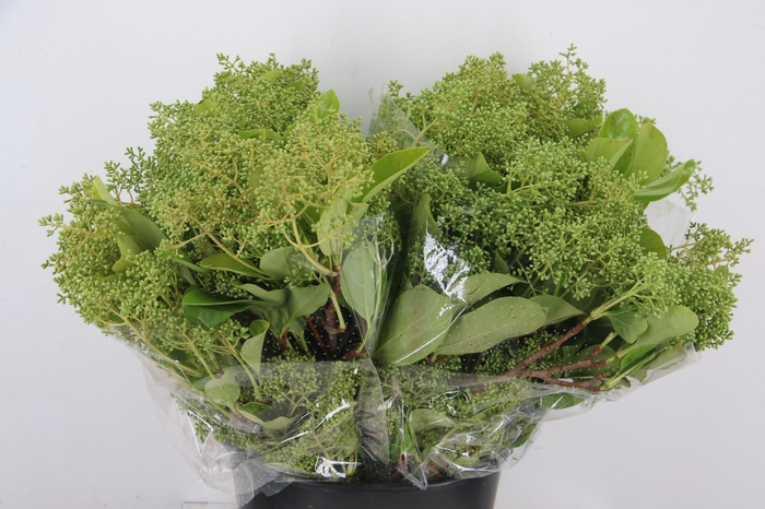 <h4>VIBURNUM TINUS LUCIDUM 400GR</h4>