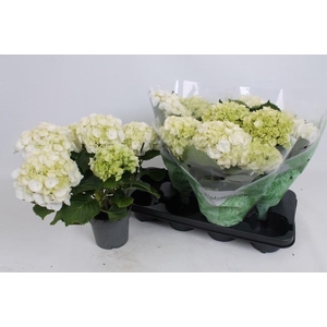 HYDR M CRYSTAL PALAC