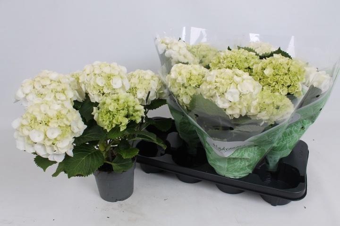 <h4>HYDR M CRYSTAL PALAC</h4>